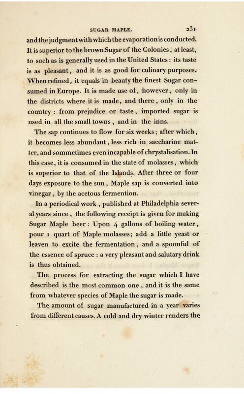 Sugar Maple Text